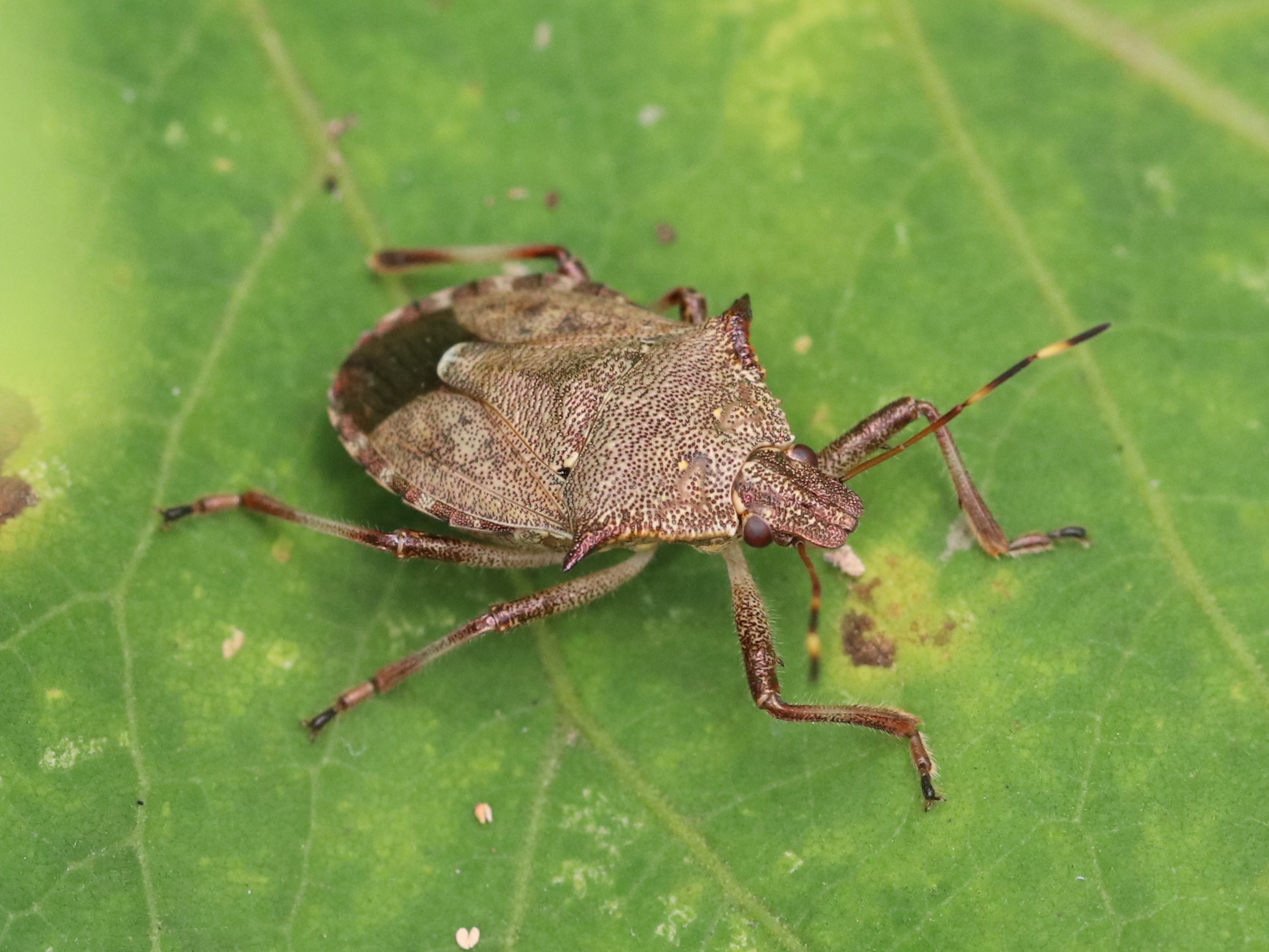 草むらのオオクチブトカメムシ2